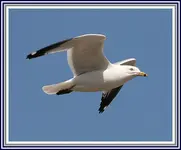 IMG_2234Seagull 1.webp