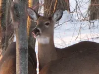 deerpost1.webp