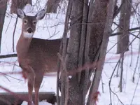 deerpost4.webp