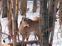 deerpost5.webp