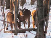 deerpost6.webp