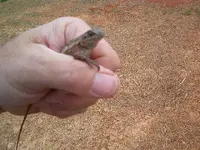 lizard & frog 008.webp