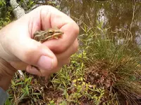 lizard & frog 005.webp