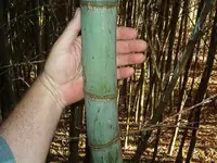 bamboo 006.webp