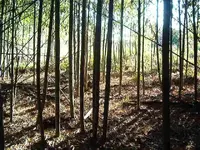 bamboo 007.webp