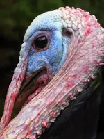 560408-Cold-Turkey-0.webp