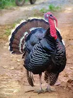 93474451-male-turkey-bird-trying-impress-female-vietnam.webp