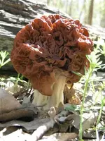 verpa aka false morel.webp