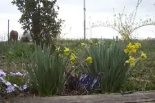 daffodils in blue 09.webp