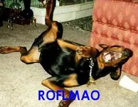 laughing-dog.webp
