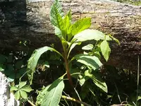 Pole Salad 001.webp