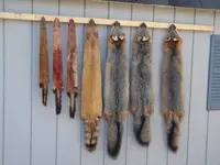 Furs 2009 001.webp