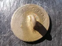 horn button back.webp