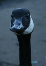 Canadian Geese, 300.jpg