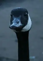 Canadian Geese, 300.webp