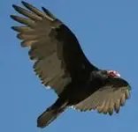 images.webp