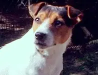 DUKE2.webp