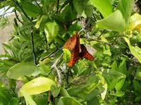 butterfly.webp