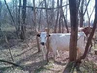 cattle 008.webp