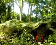 Turtlestone2.webp