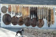 Furs 2009 004.webp