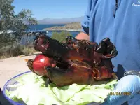 pig head.webp