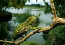 flap-necked-chameleon.webp