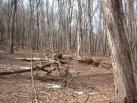 unknown thing.webp