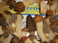ky morels 4-14-09 004.webp