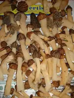 ky morels 4-14-09 005.webp