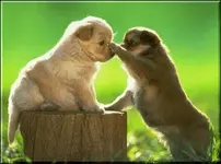 dog 4 ouch,that hurt.webp