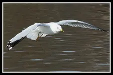 IMG_2381 big wings 22.webp