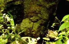 Turtlestone.webp