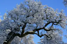 IMG_1010.webp