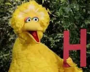 BigBird.webp