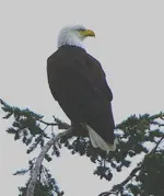Eagle.webp