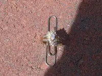 DSCF1014.webp