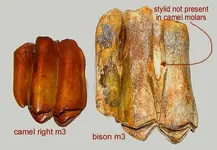 bisonstylid.webp