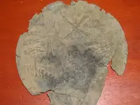 DSCN3203.webp