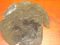 DSCN3207.webp