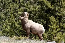 bighorn1.webp