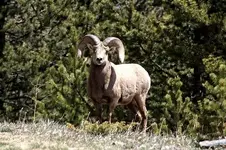 bighorn2.webp