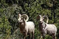 bighorn3.webp