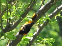 oriole1.webp