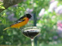 oriole2.webp