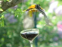 oriole3.webp