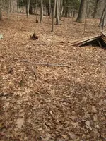 cabin 5.webp