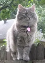 Sissy on fence 5 smaller.webp