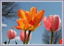 IMG_3336  TULIPS 2.webp