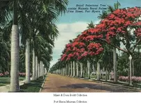 RoyalPoincianaTree and Royal Palm.webp